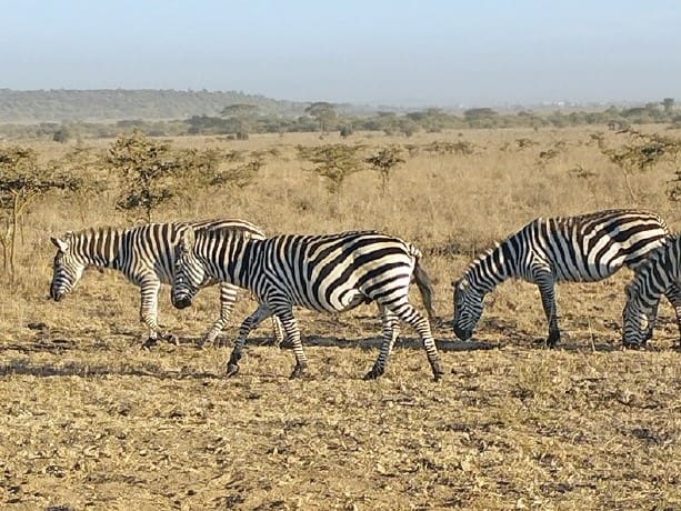 Kenia-Zebry-Na-wlasne-oczy-1
