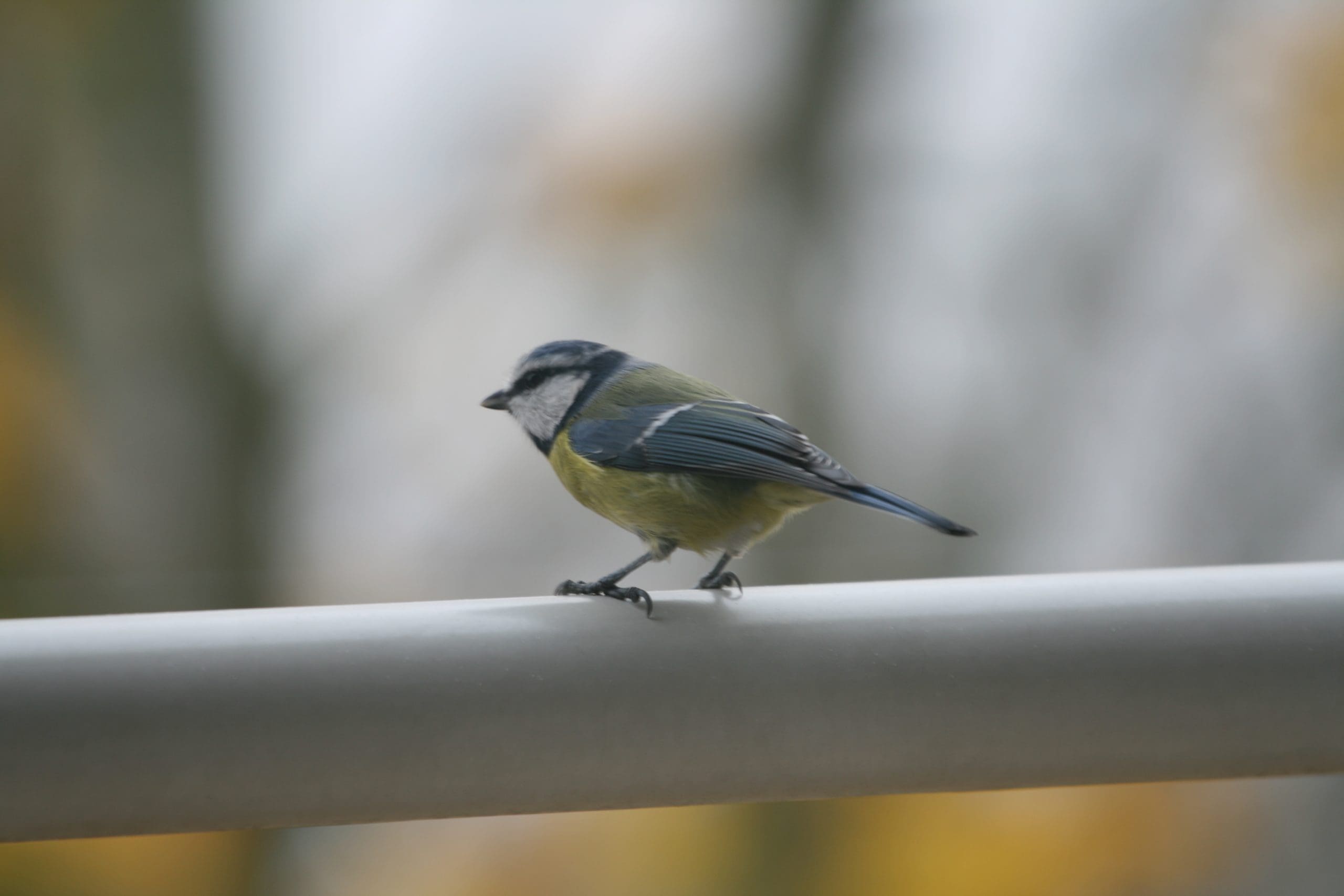 Zaraz (nie) wracam - obrazek 3