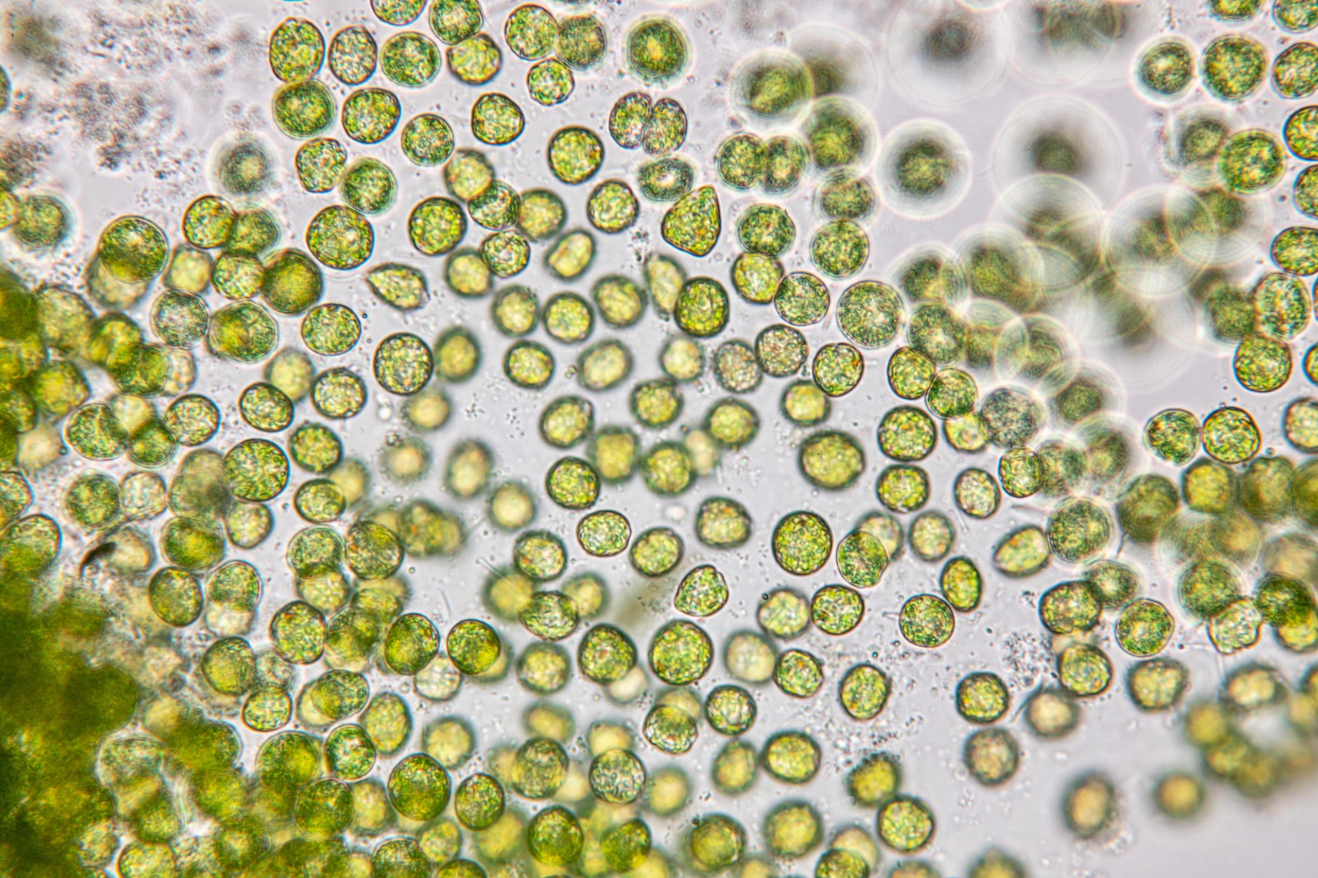 Chlorella pyrenoidosa - Przebudzenie do zdrowia
