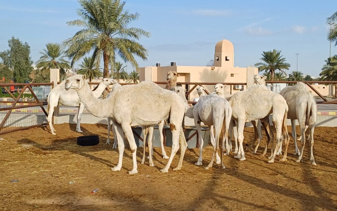 Arabia Saudyjska otwiera się na świat